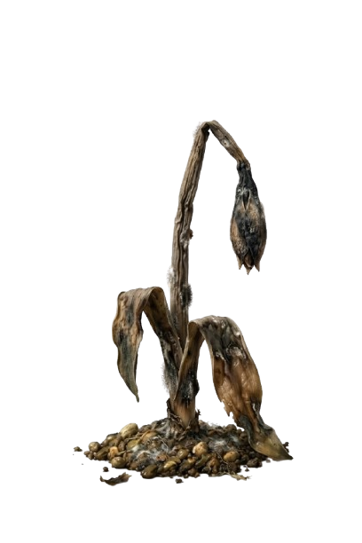 Withered Sprout