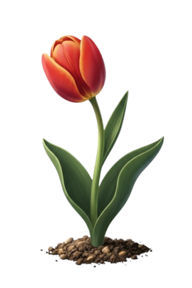 Blooming Flower